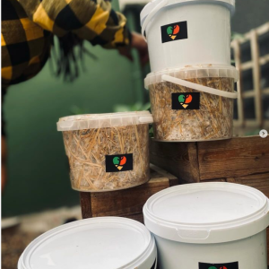 Organic Oyster Mushroom Bucket